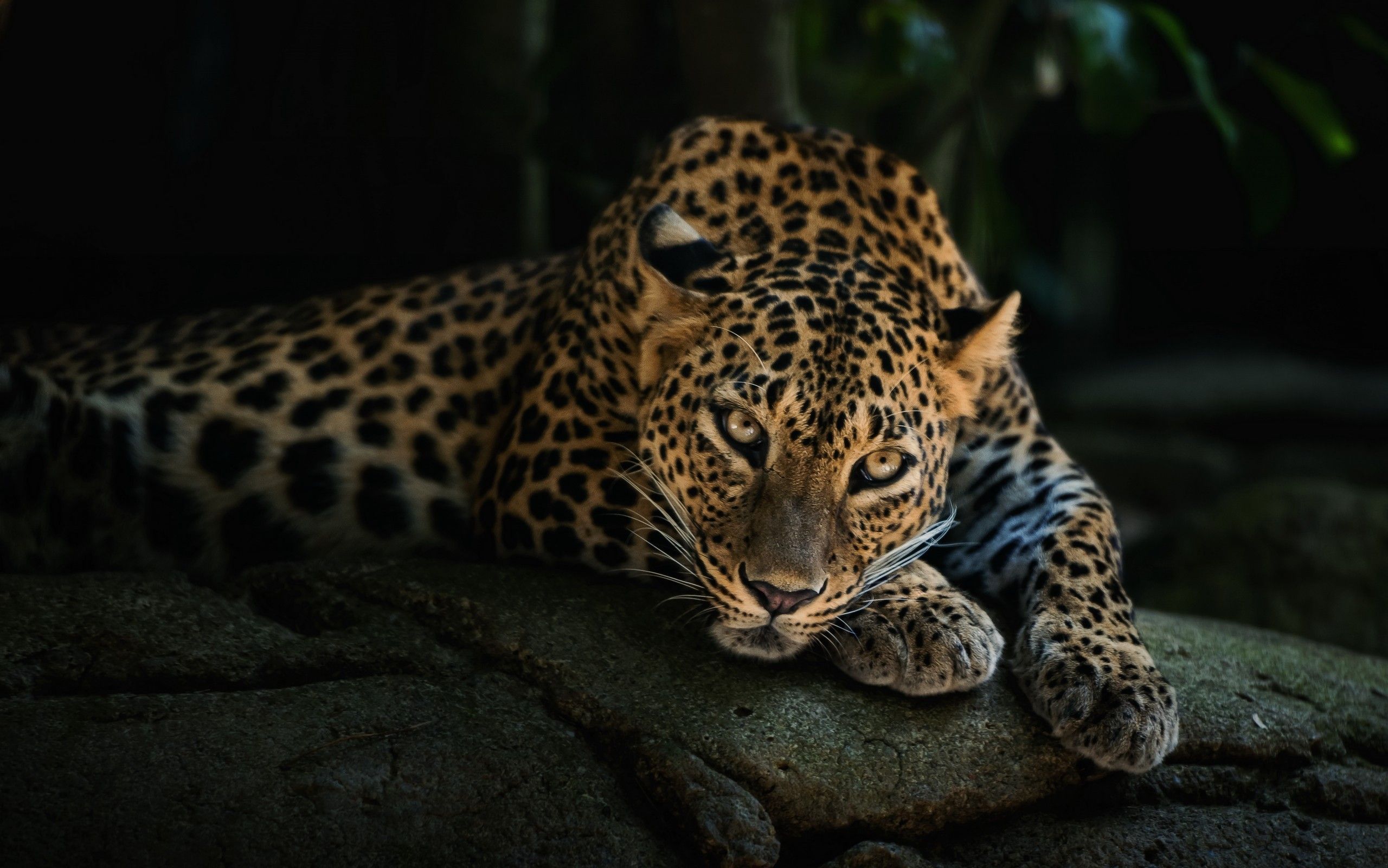 Fondos De Pantalla De Leopardo Fondosmil