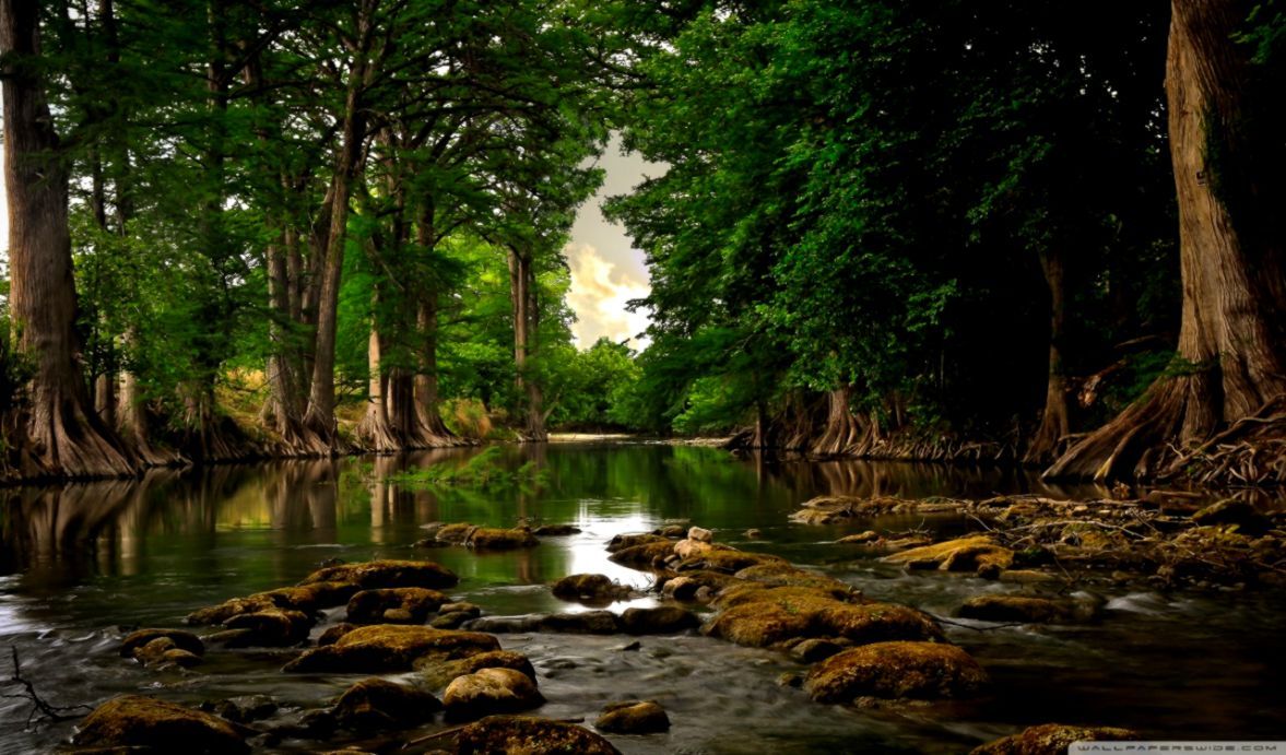 Fondos de río | Safari Wallpapers