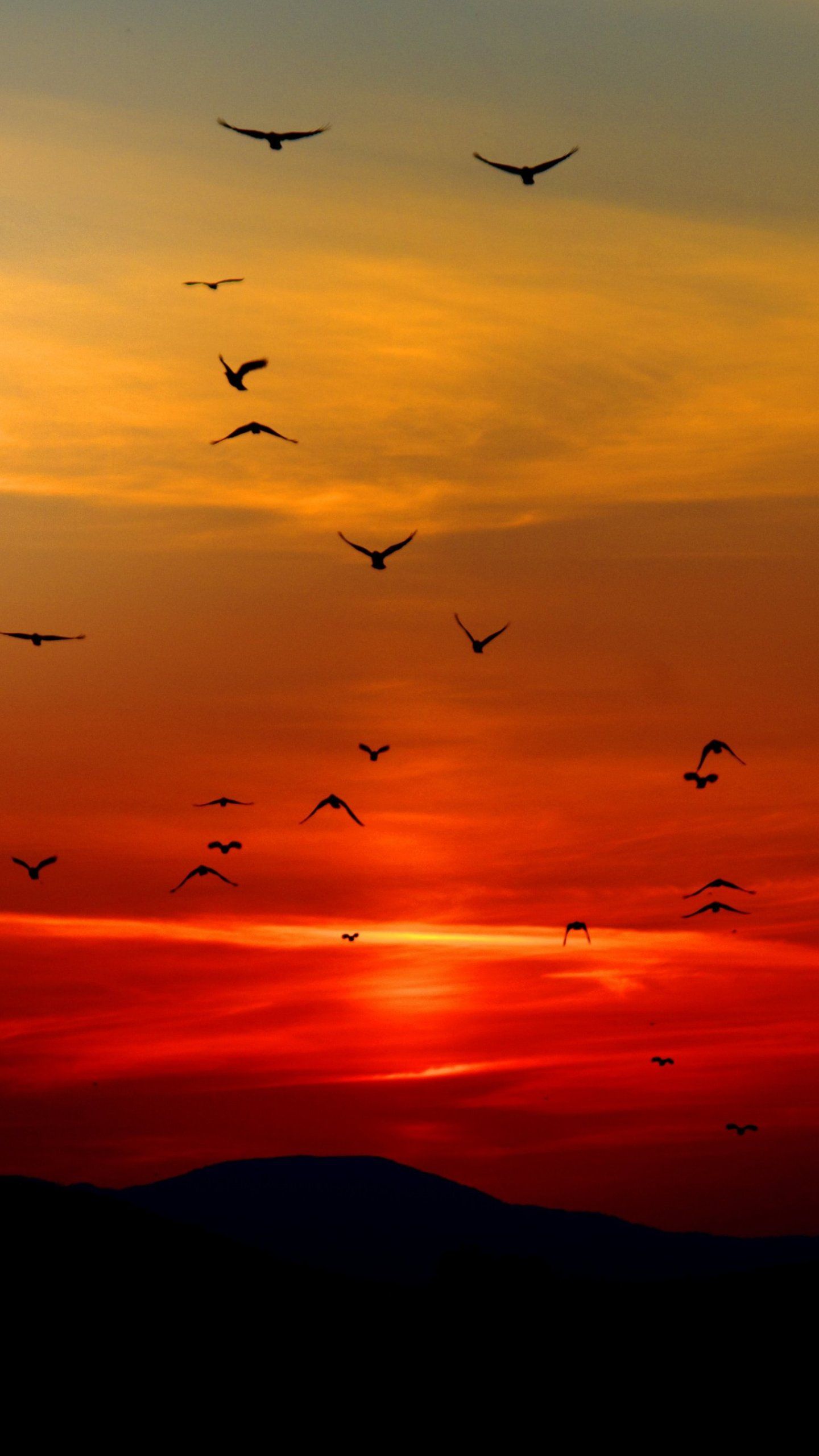 Fondo de pantalla de Birds in Sunset - Fondos de iPhone, Android y de escritorio