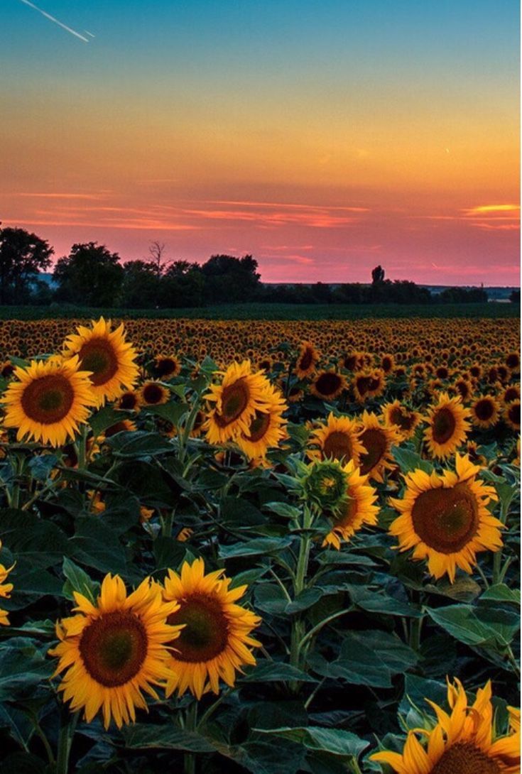 Yellow Aesthetic Sunset Wallpapers - Top gratis de Yellow Aesthetic