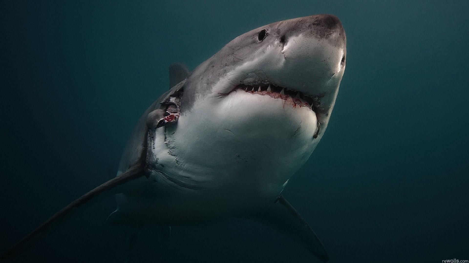 Fondos De Pantalla De Tiburones Fondosmil 3757