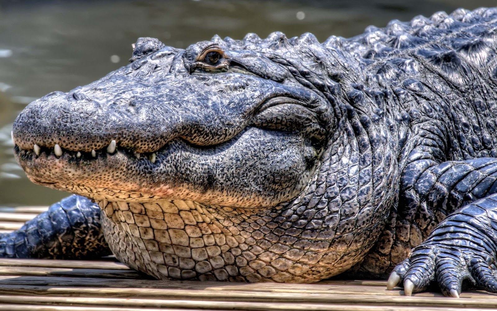 Descargar gratis fondo de pantalla de un cocodrilo muy grande HD Animales