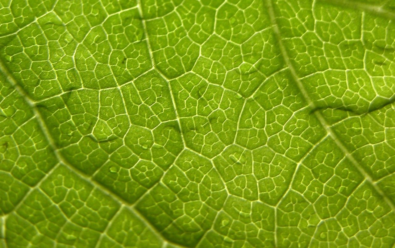 Fondo de pantalla de  1280x804