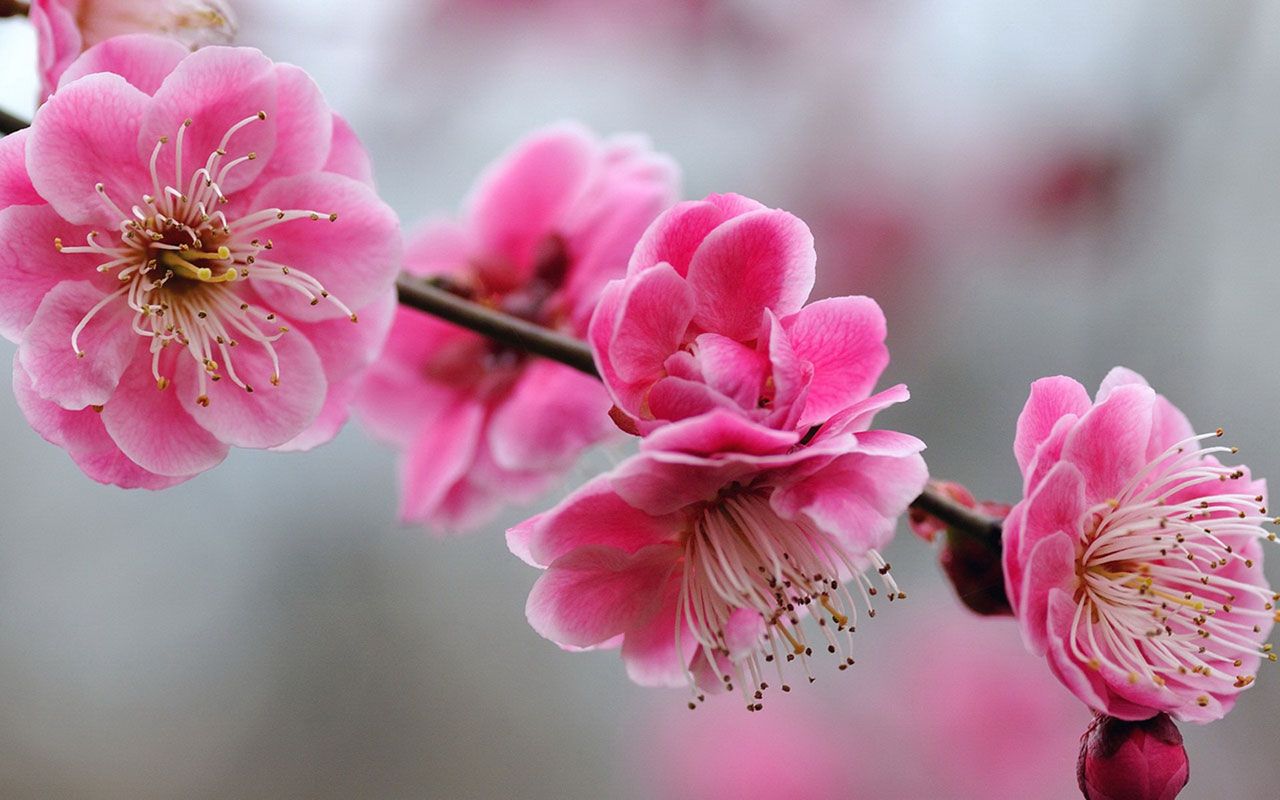 Descargar Encanto femenino rosa Flores HD Wallpaper 6 Flor