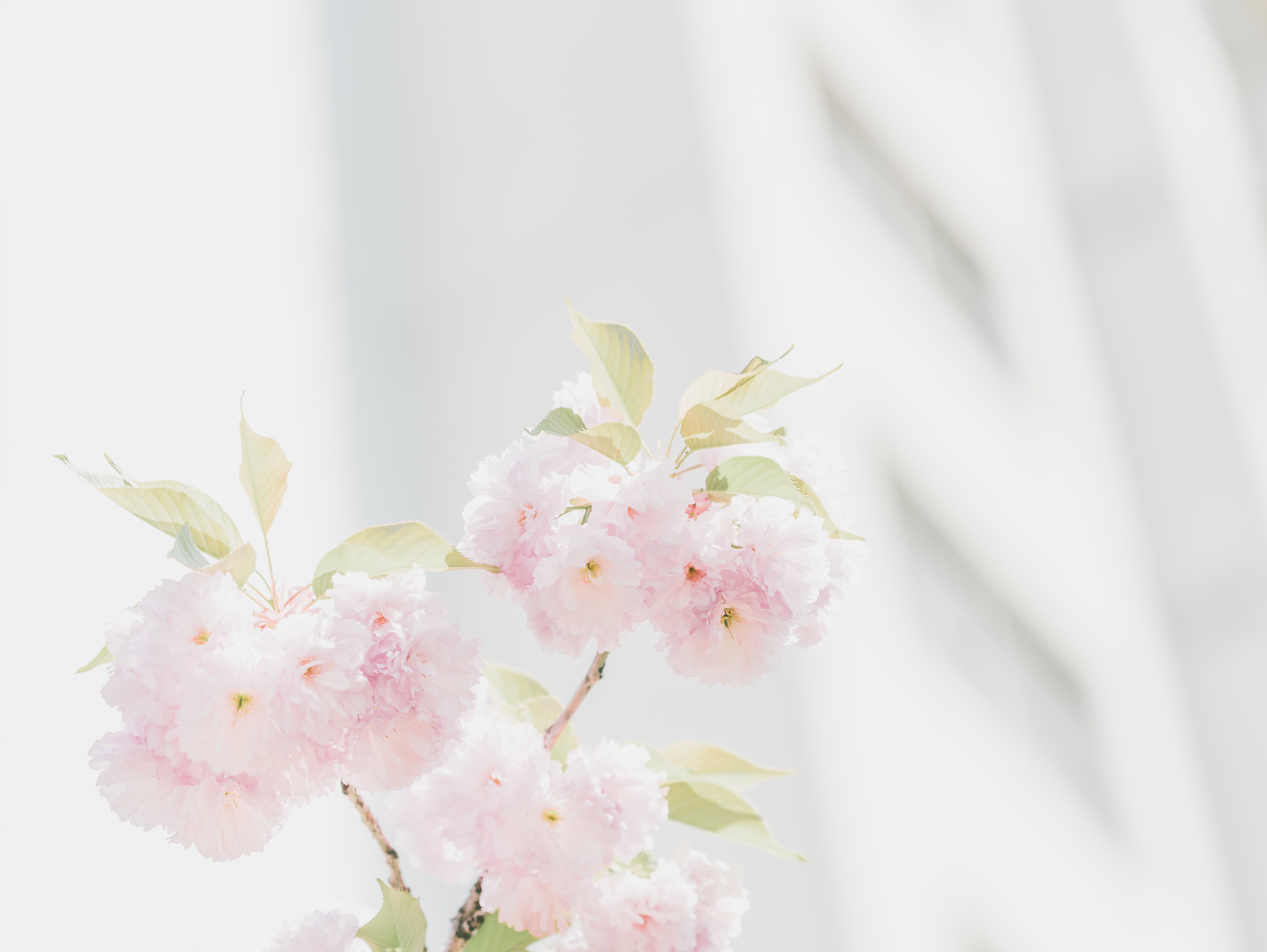 5365943 7061x5304 #cherry blossom, #bright, #blur, #wallpaper