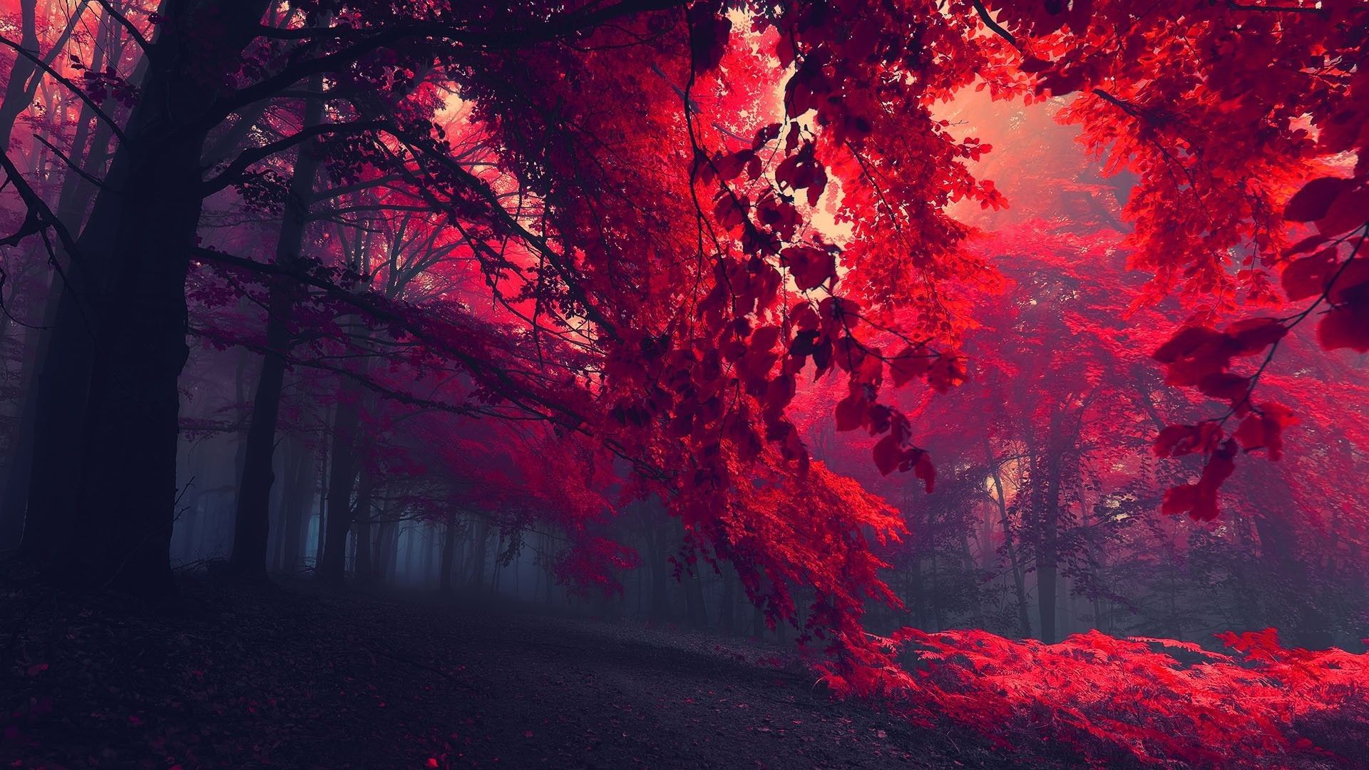 Fondo de pantalla para  1920x1080