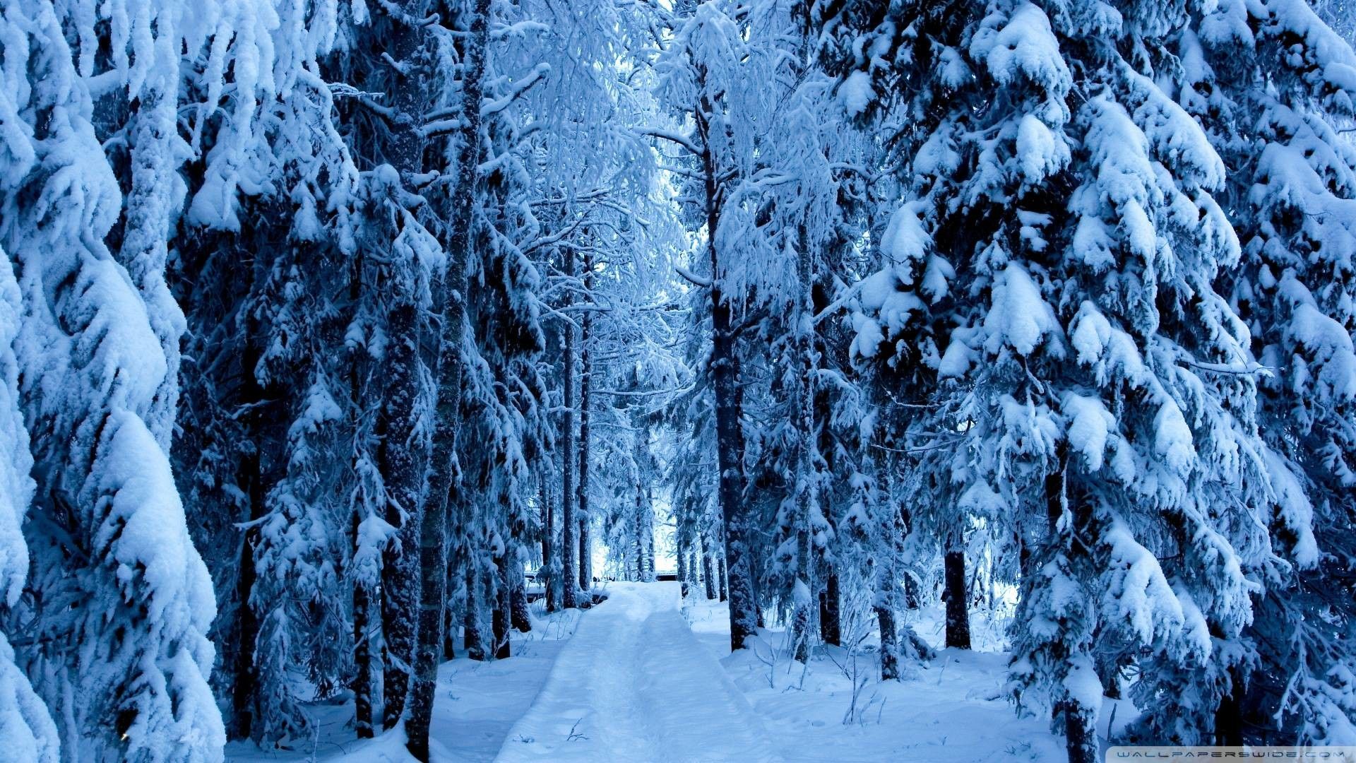 78+ Fondos de Snow Forest