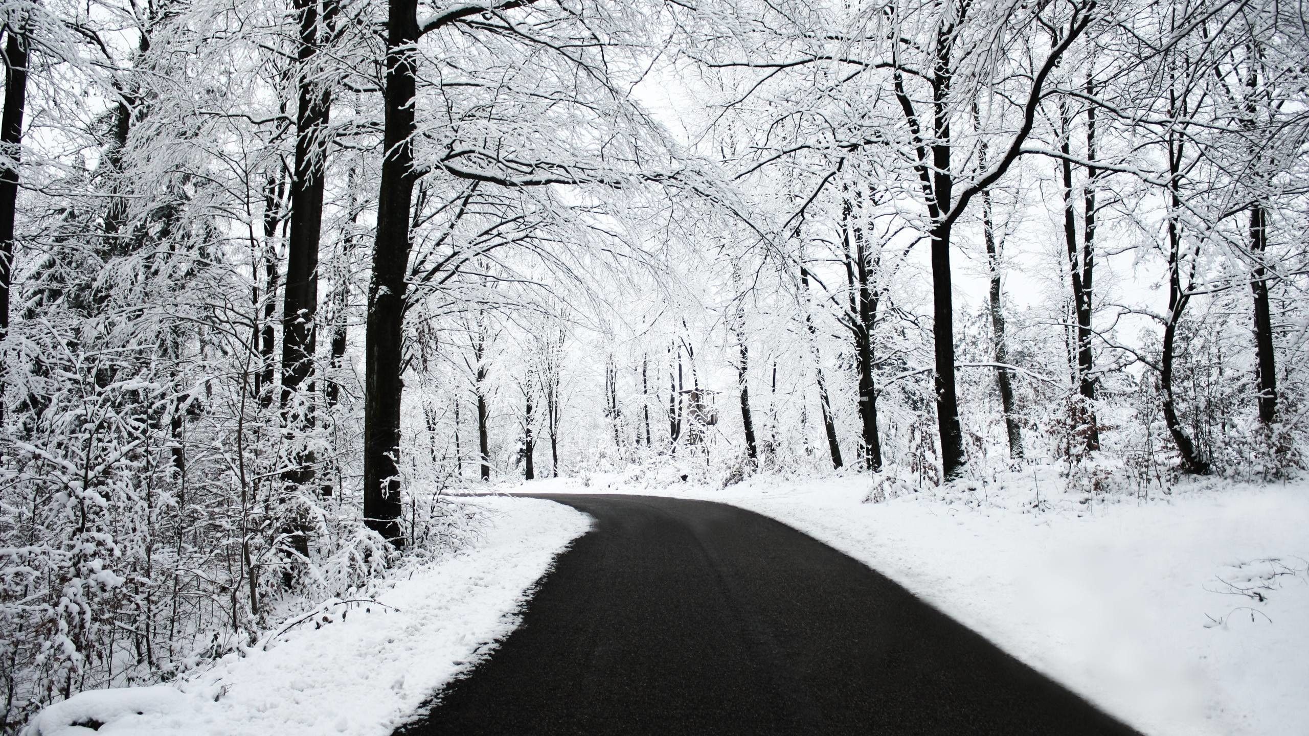 Snowy Forest Desktop Wallpaper (más de 52 imágenes)