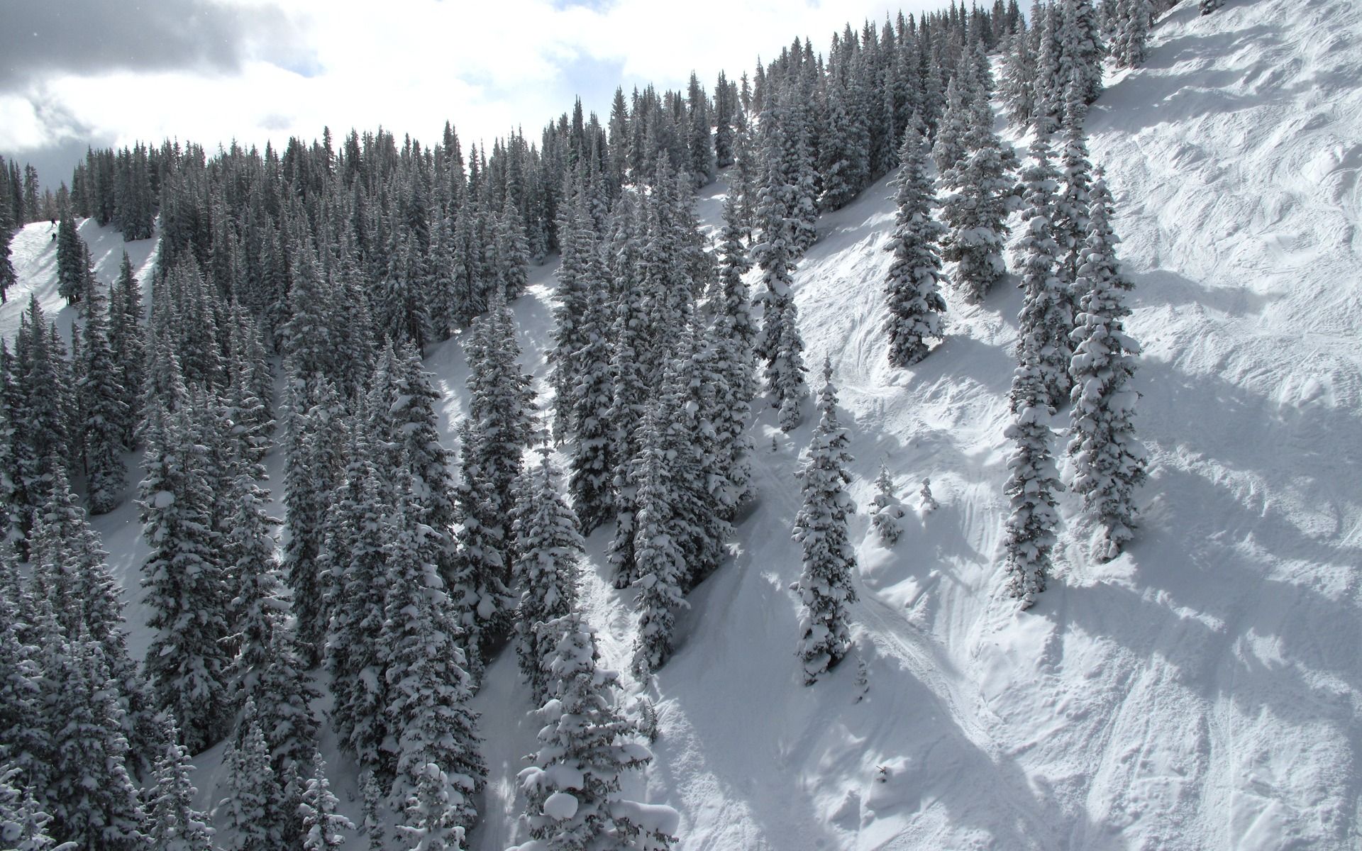 Snowy Trees Wallpaper Winter Nature Wallpapers en formato jpg para