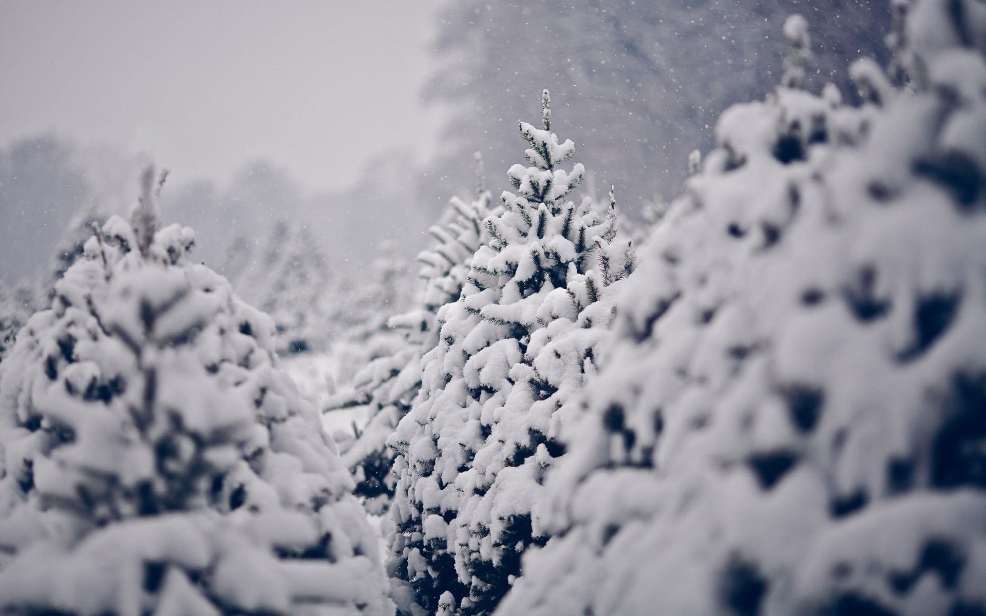Maravilloso fondo de pantalla Nevado 45945 1920x1200px