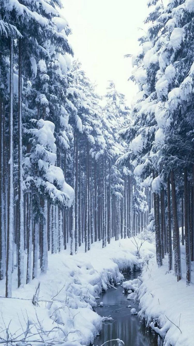 Grupo de fondos nevados (54+)
