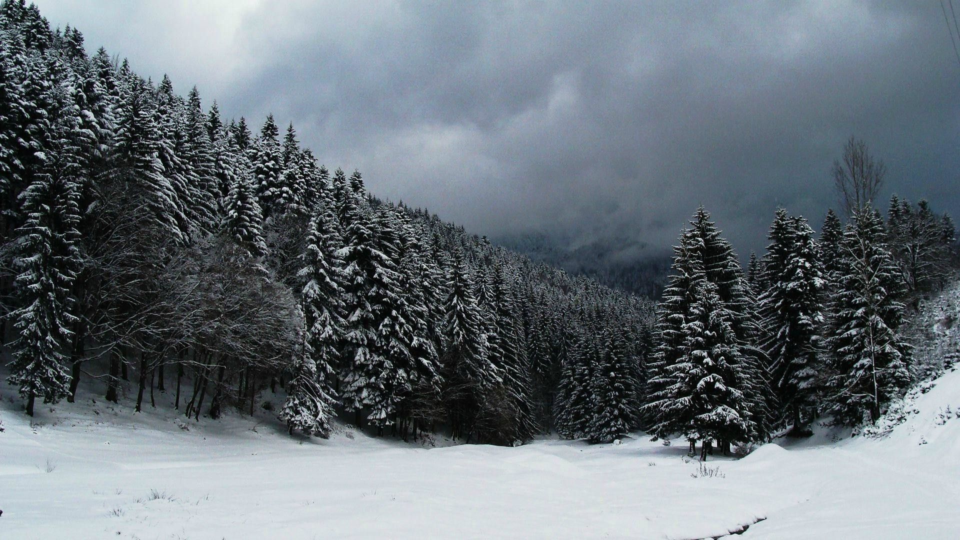 78+ Fondos de Snow Forest