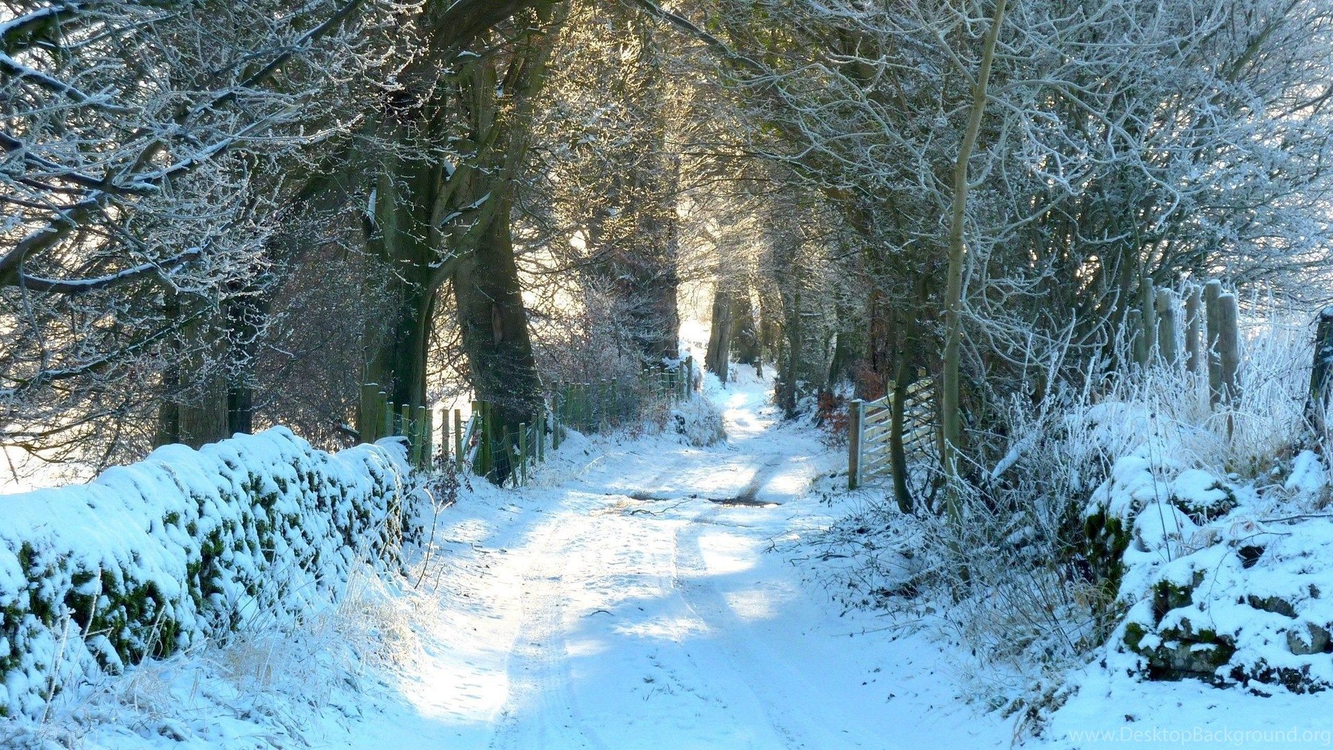 Snowy Forest Road Wallpapers Fondo de Escritorio