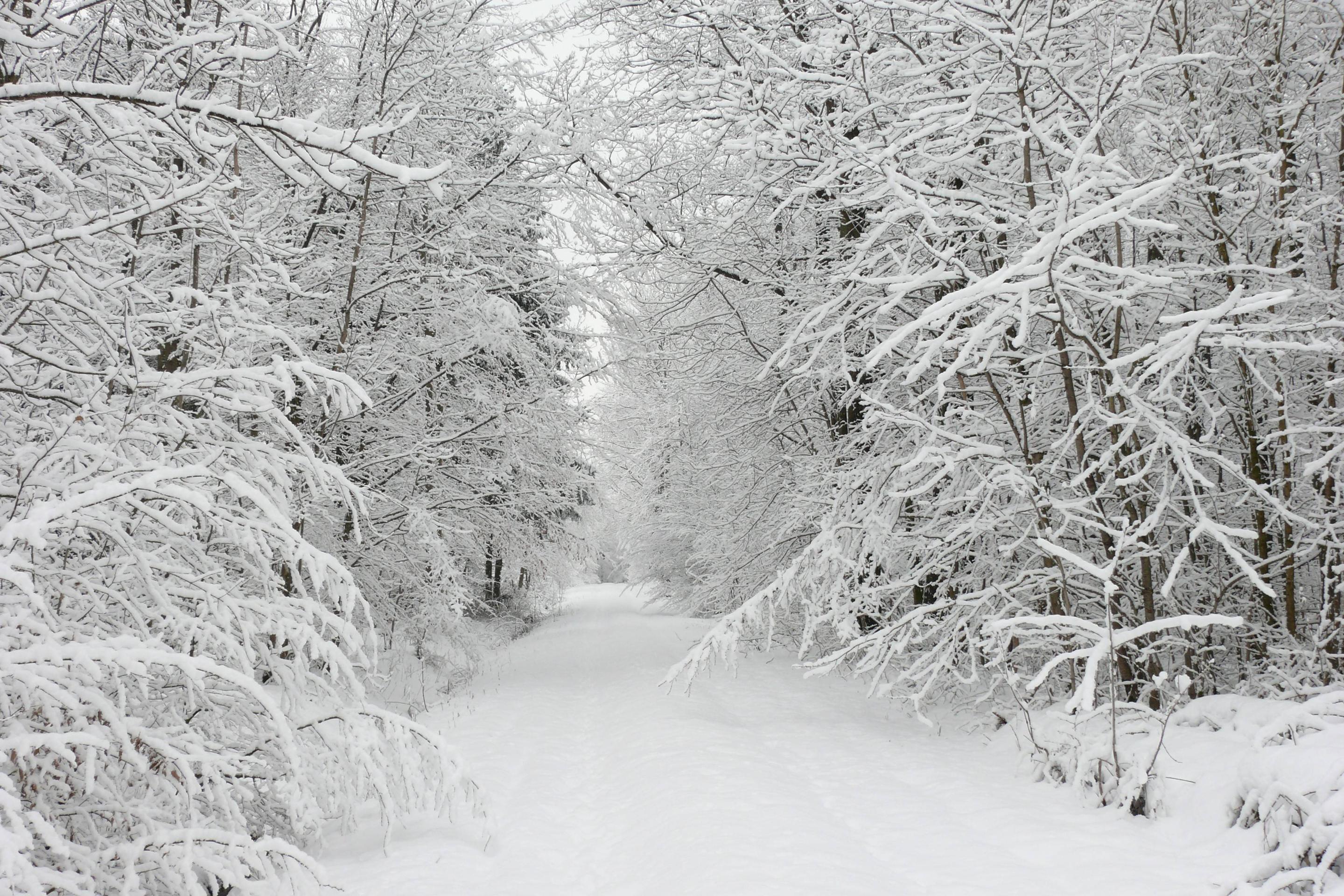 Más de 40 fondos de pantalla de Snowy Nature - Descarga
