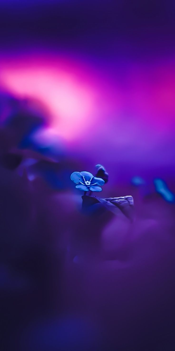 Fondo de pantalla   736x1472