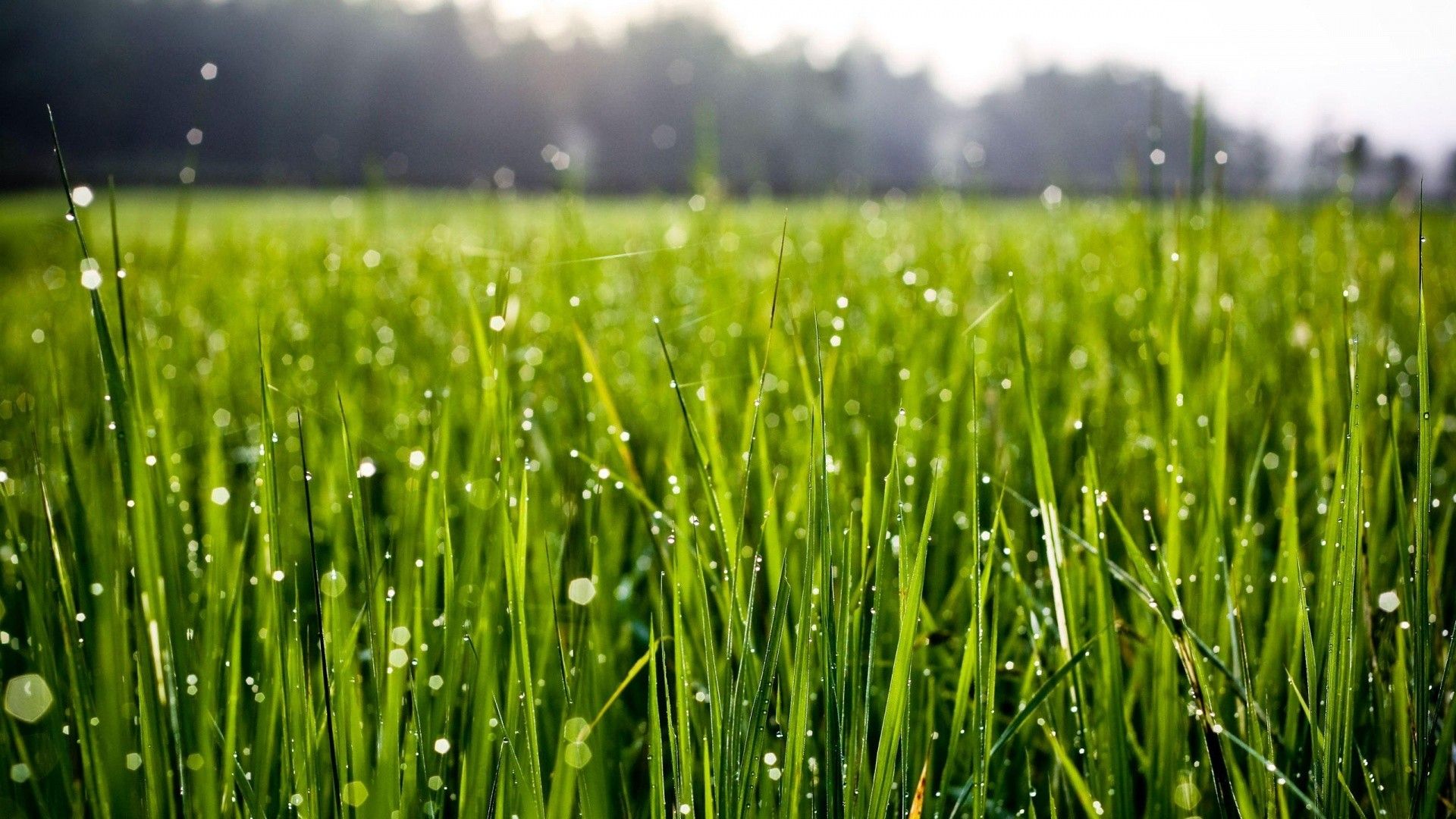 67+ fondos de pantalla de HD Grass