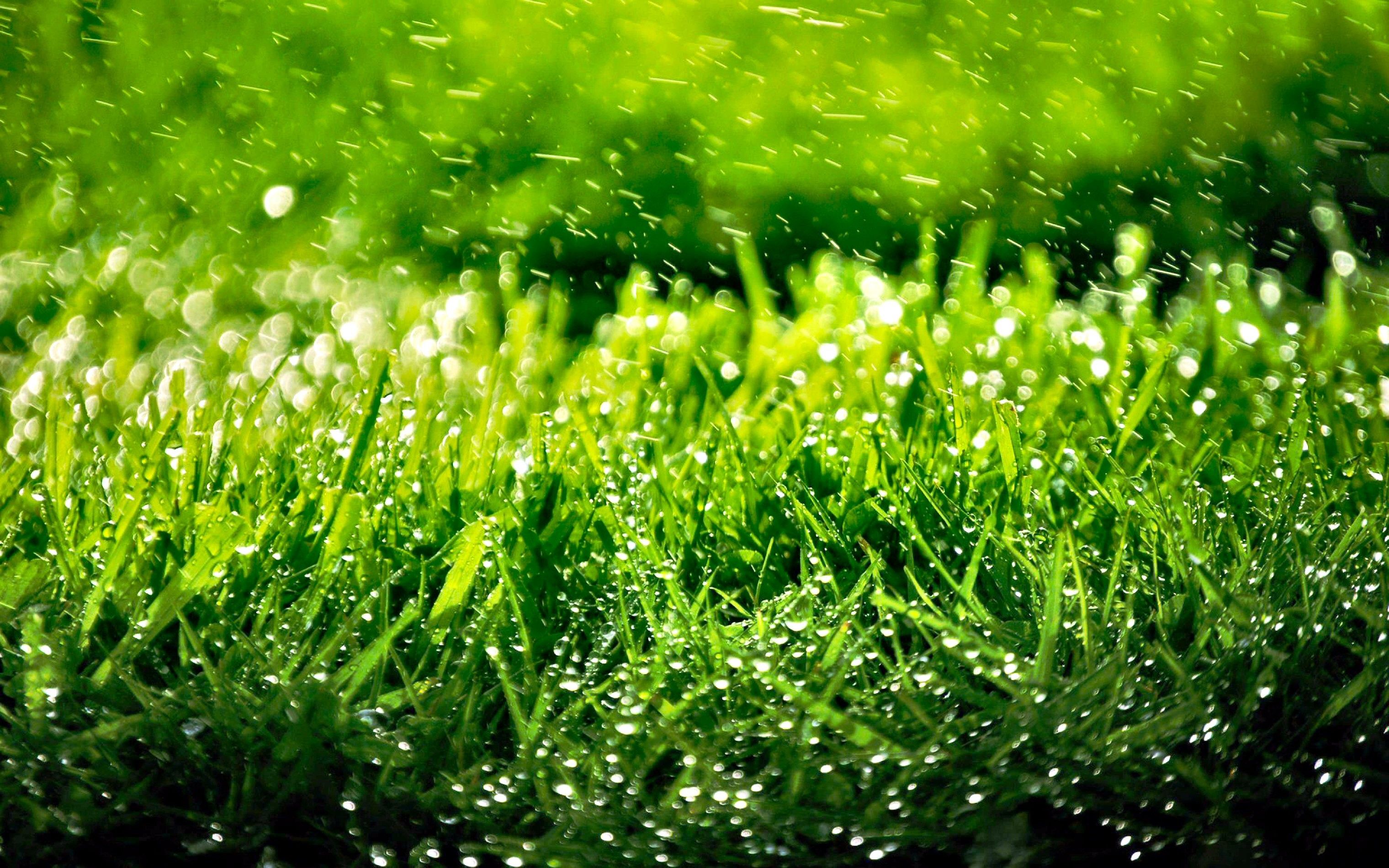 HD Grass Wallpaper (más de 76 imágenes)