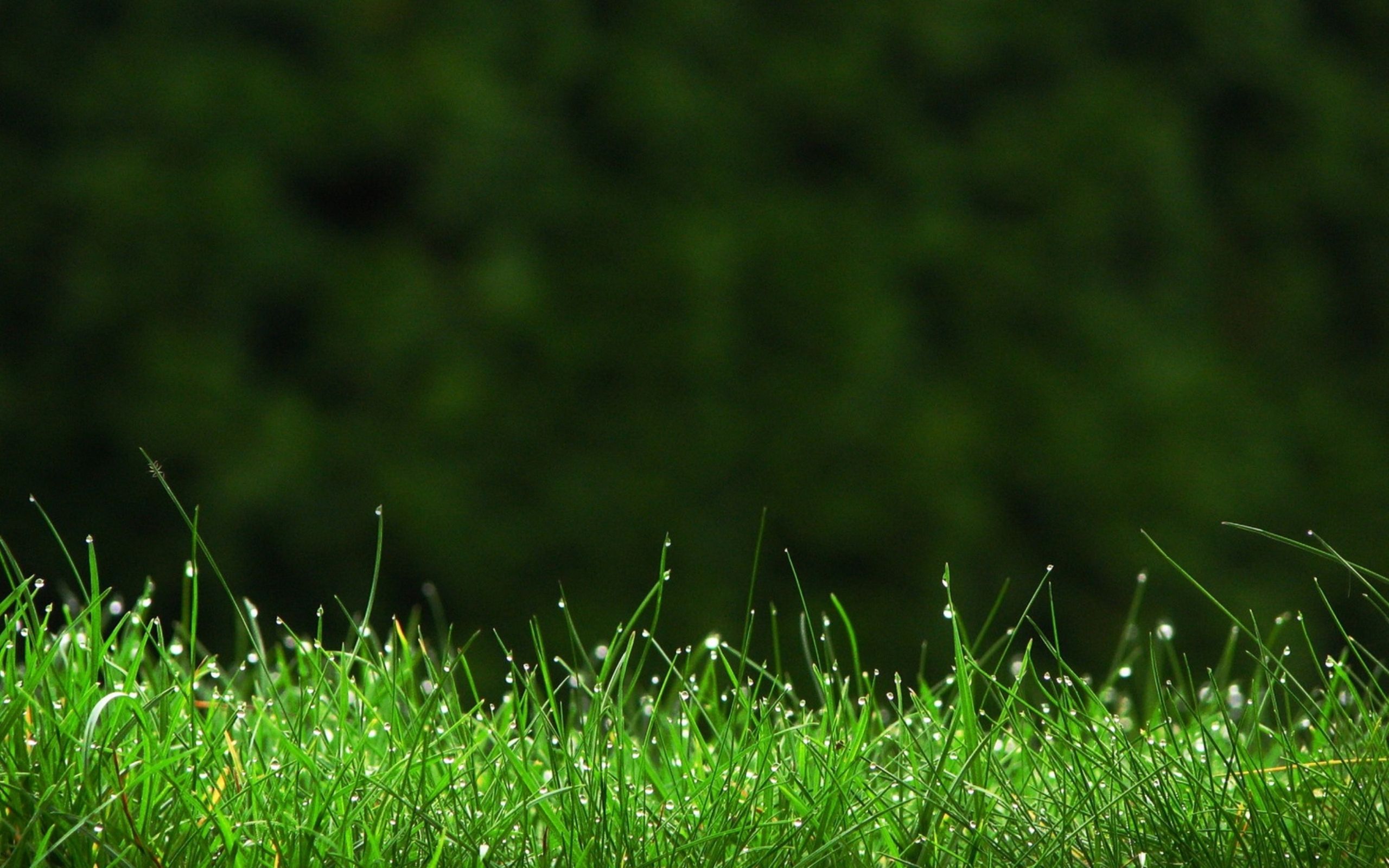 WallpaperMISC - Green grass HD Wallpaper 13 - 2560 X 1600 Gratis TOP