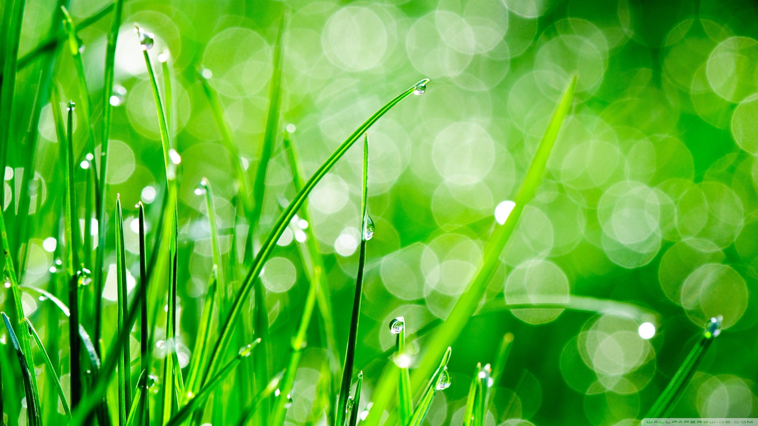 67+ fondos de pantalla de HD Grass