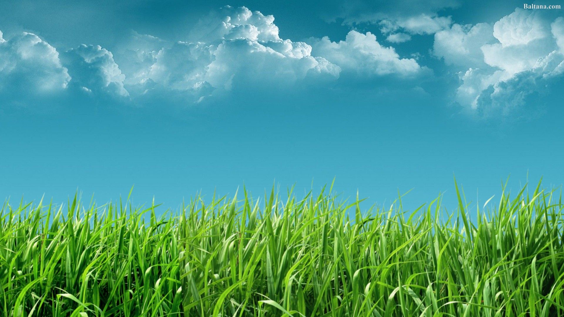 Grass Wallpaper HD 30444 - Baltana