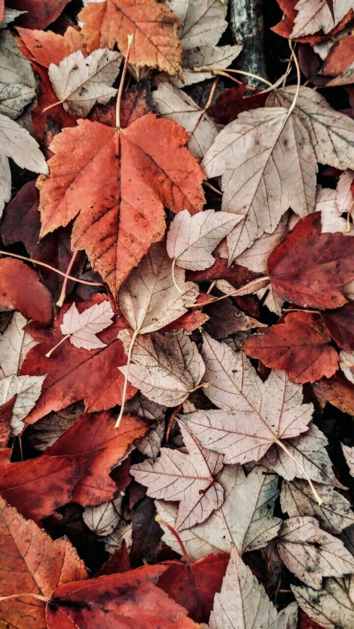 Fondo de pantalla de  720x1280