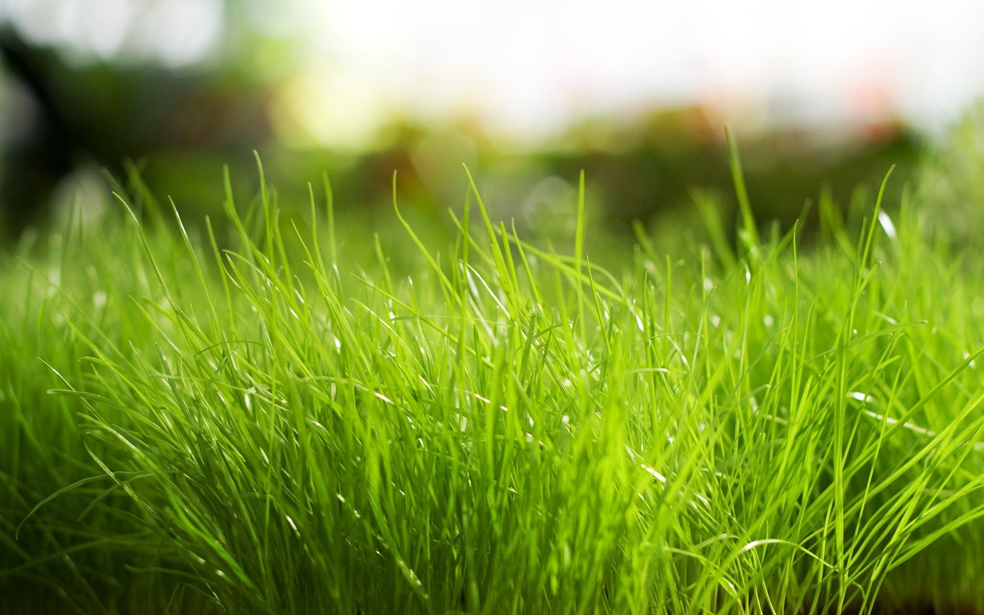 Grass Wallpaper 3 - 1920 X 1200 | stmed.net
