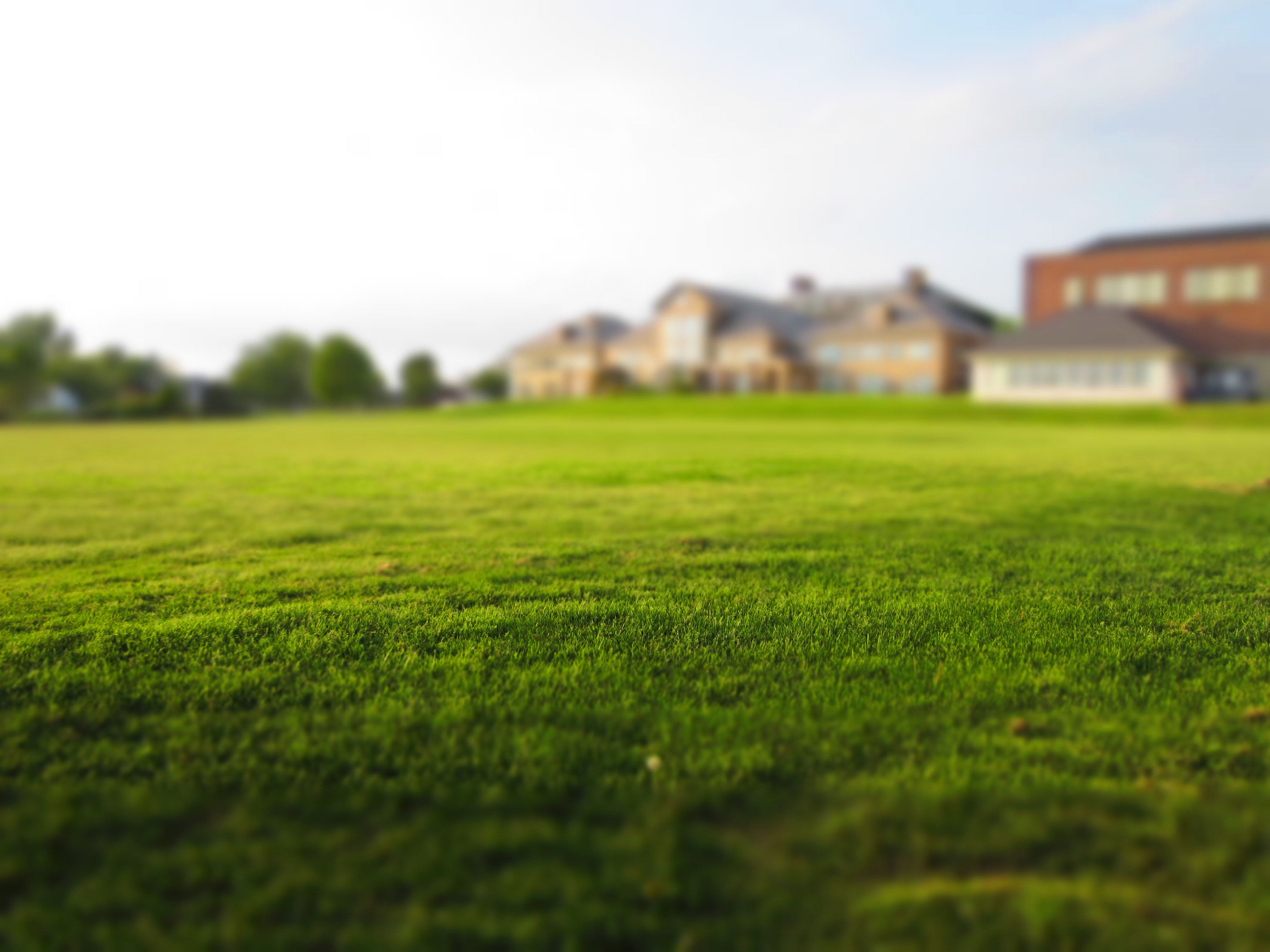 Green Grass · Foto de archivo gratis
