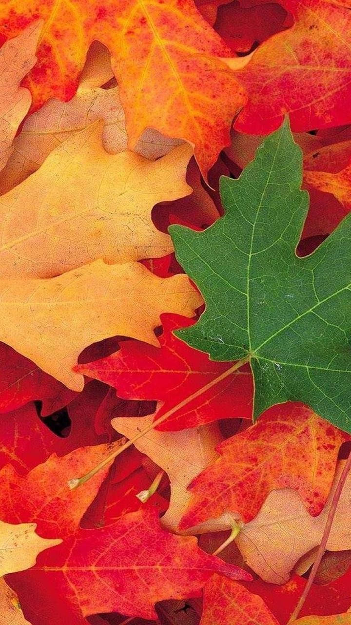 Fondo de pantalla de  720x1280