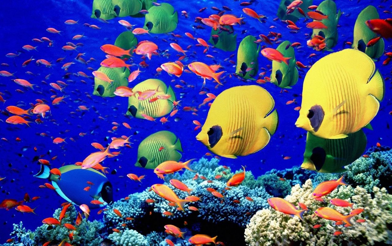 Fondo de pantalla de  1280x804