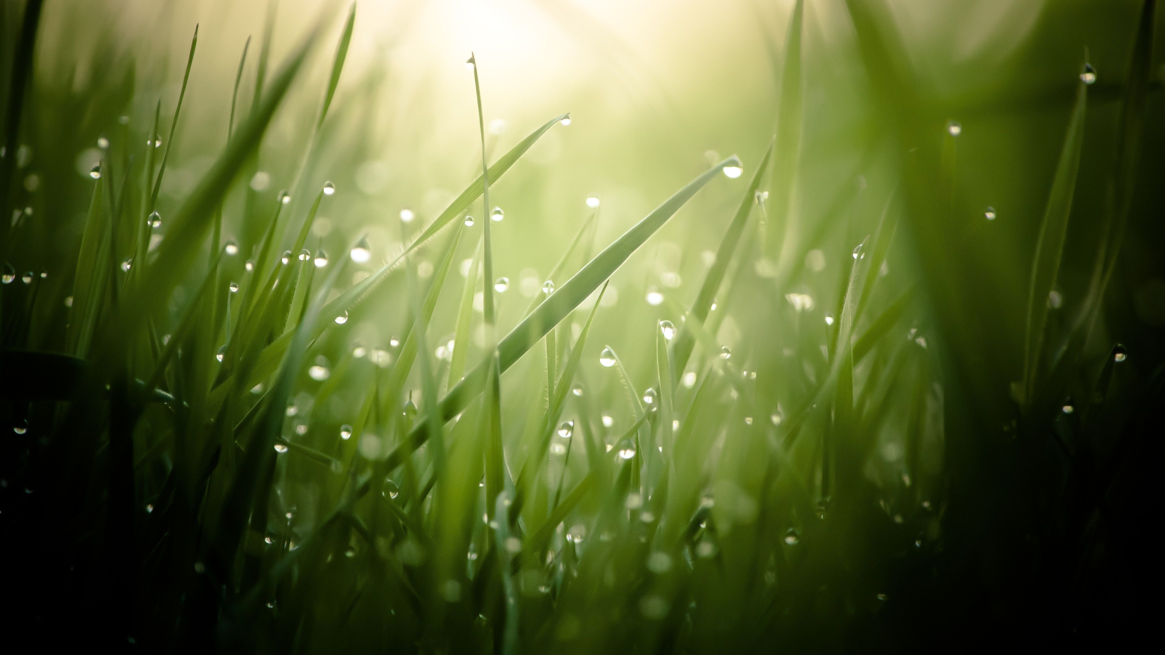 Hierba 4k HD fondo de pantalla verde gotas rocío sol rayos # 26146 | El más genial