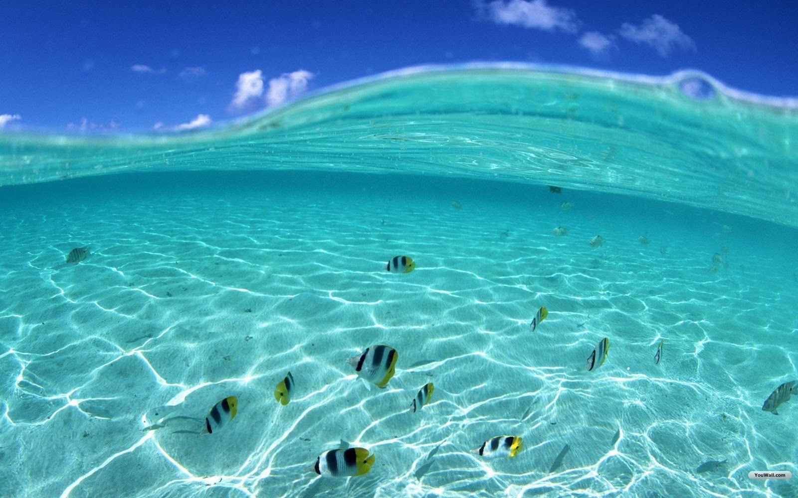 Fondo de pantalla de  1600x1000