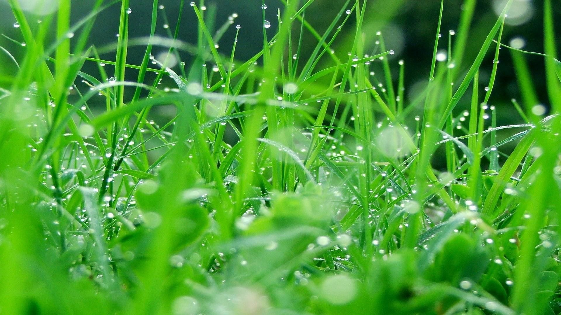 67+ fondos de pantalla de HD Grass
