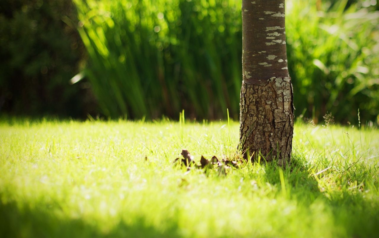 Hermosos fondos de pantalla de Green Grass | Hermosa hierba verde fotos gratis