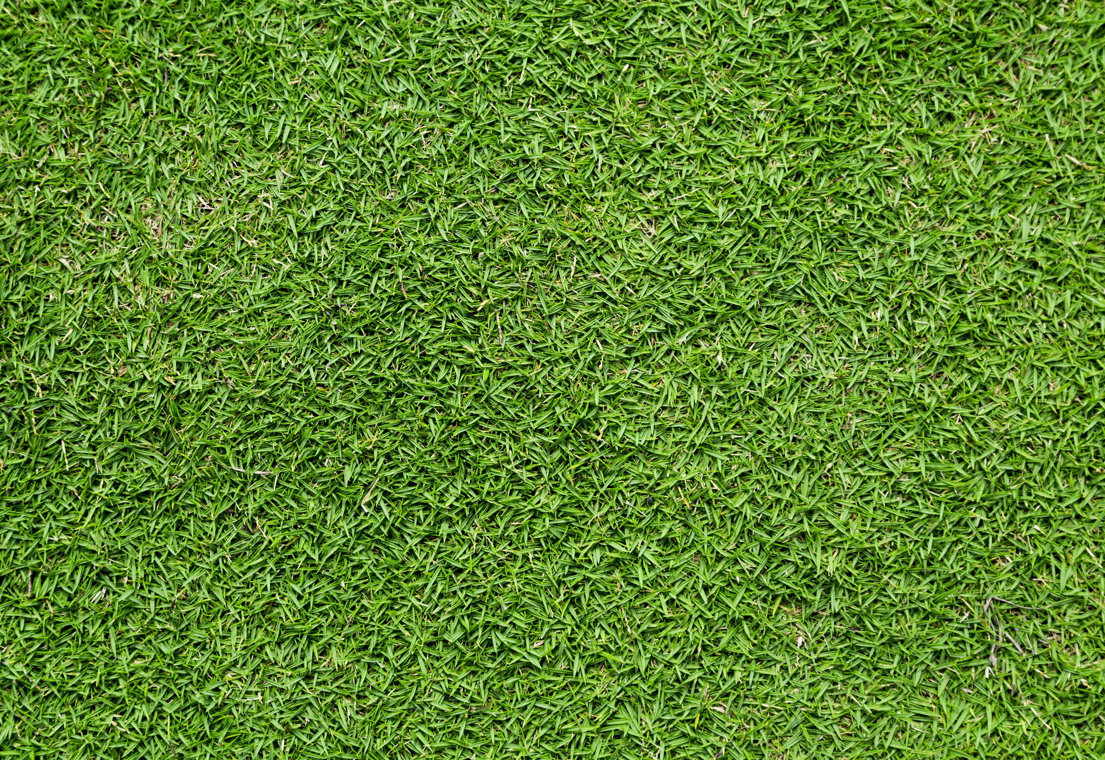 Grass Papel pintado 20 - 4672 X 3216 | stmed.net