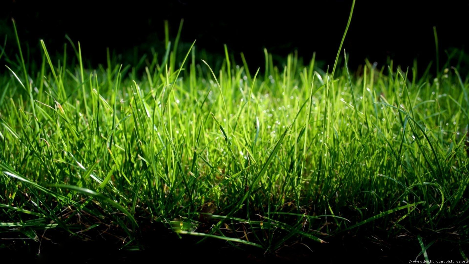 67+ fondos de pantalla de HD Grass