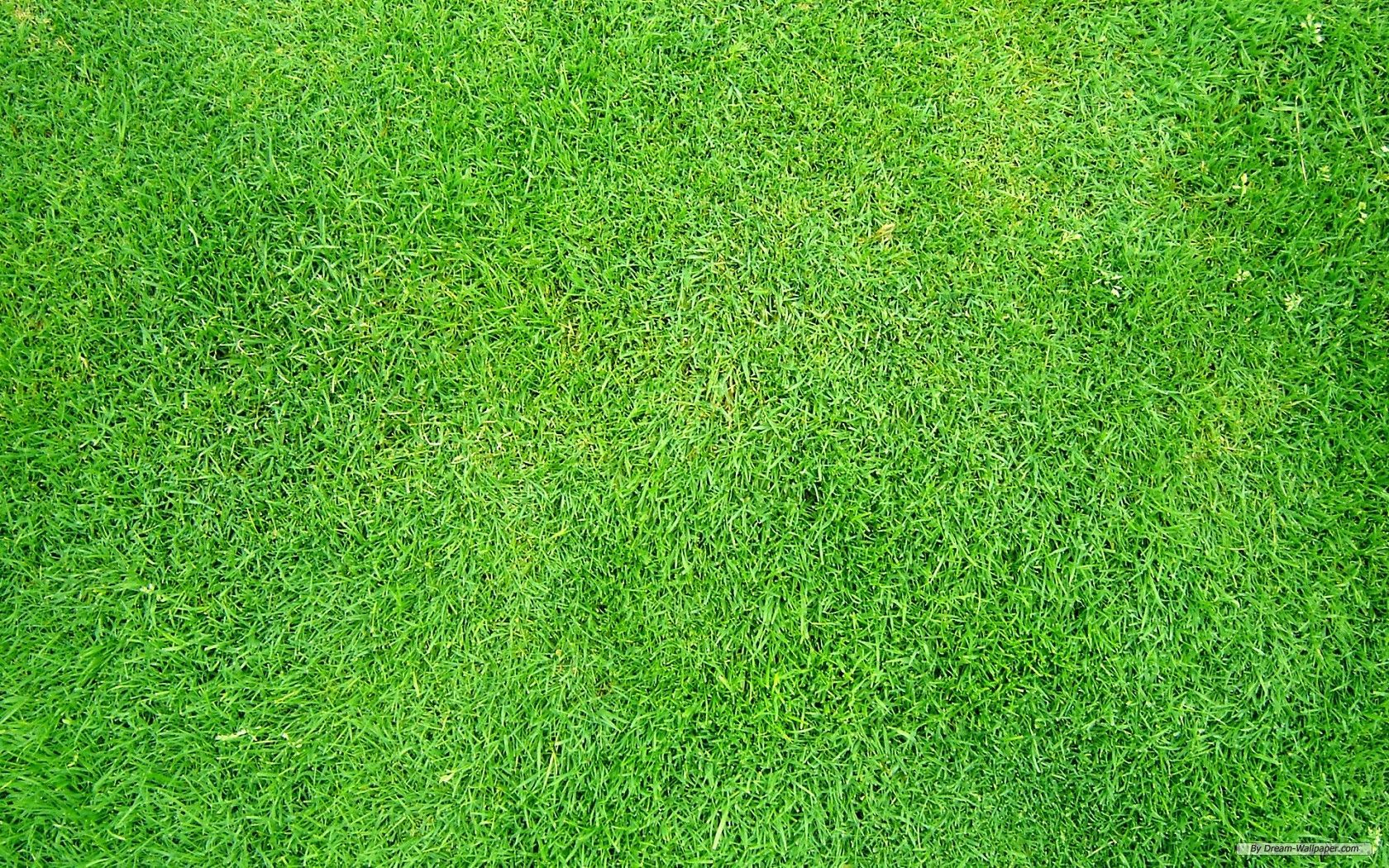 50+ Lawn Wallpapers - Descargar