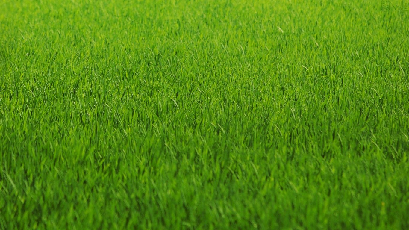 Papel pintado de hierba | 1366x768 | # 43166