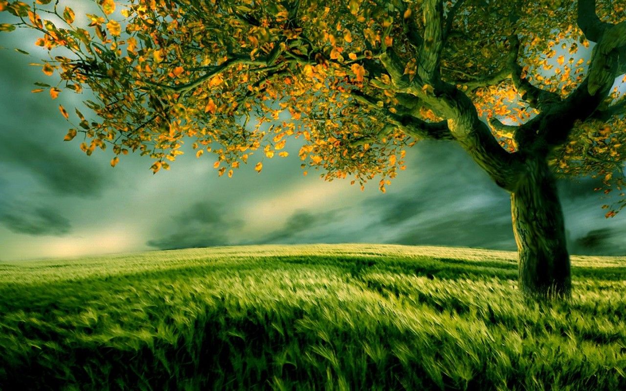 Fondo de pantalla de hierba # 6828930