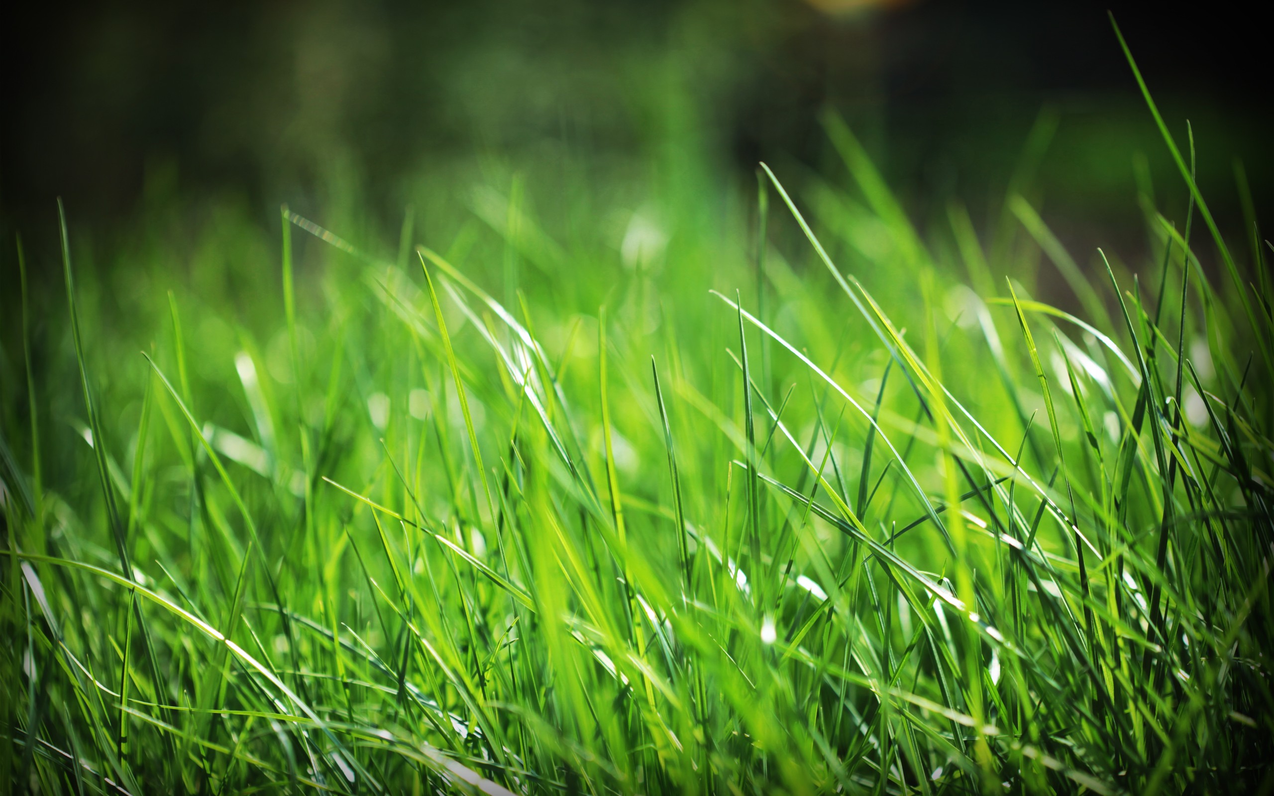 green-grass-hd-wallpapers-free-download-nature-images | KG Paisaje