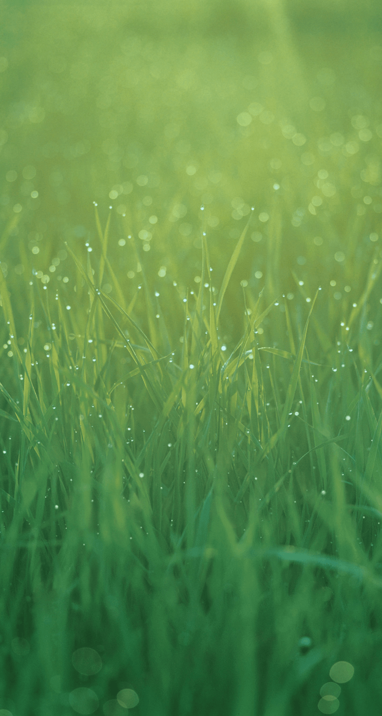 Descargar Ios 7 Wallpapers para Iphone, Ipad y Ipod - Grass