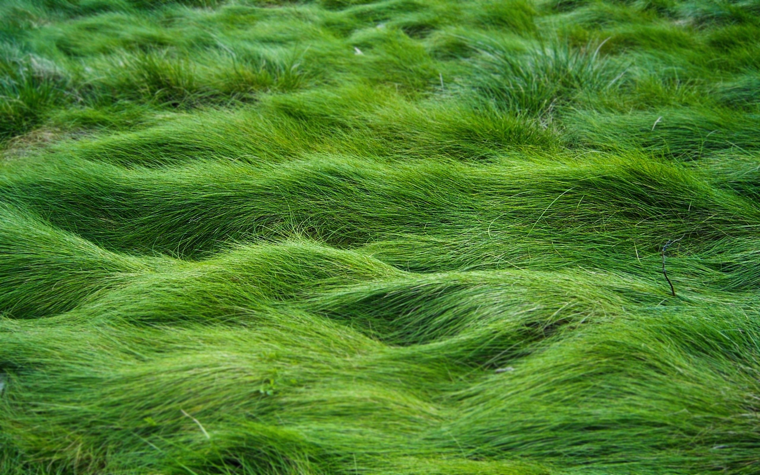 Grass Wallpaper HD HD Wallpapers Fondo Fotos Tableta Increíble
