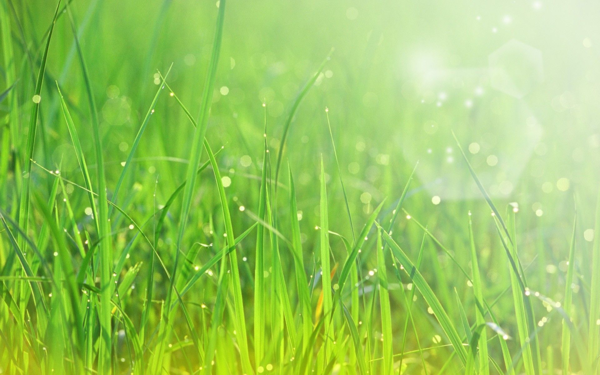 HD Grass Wallpaper (más de 75 imágenes)