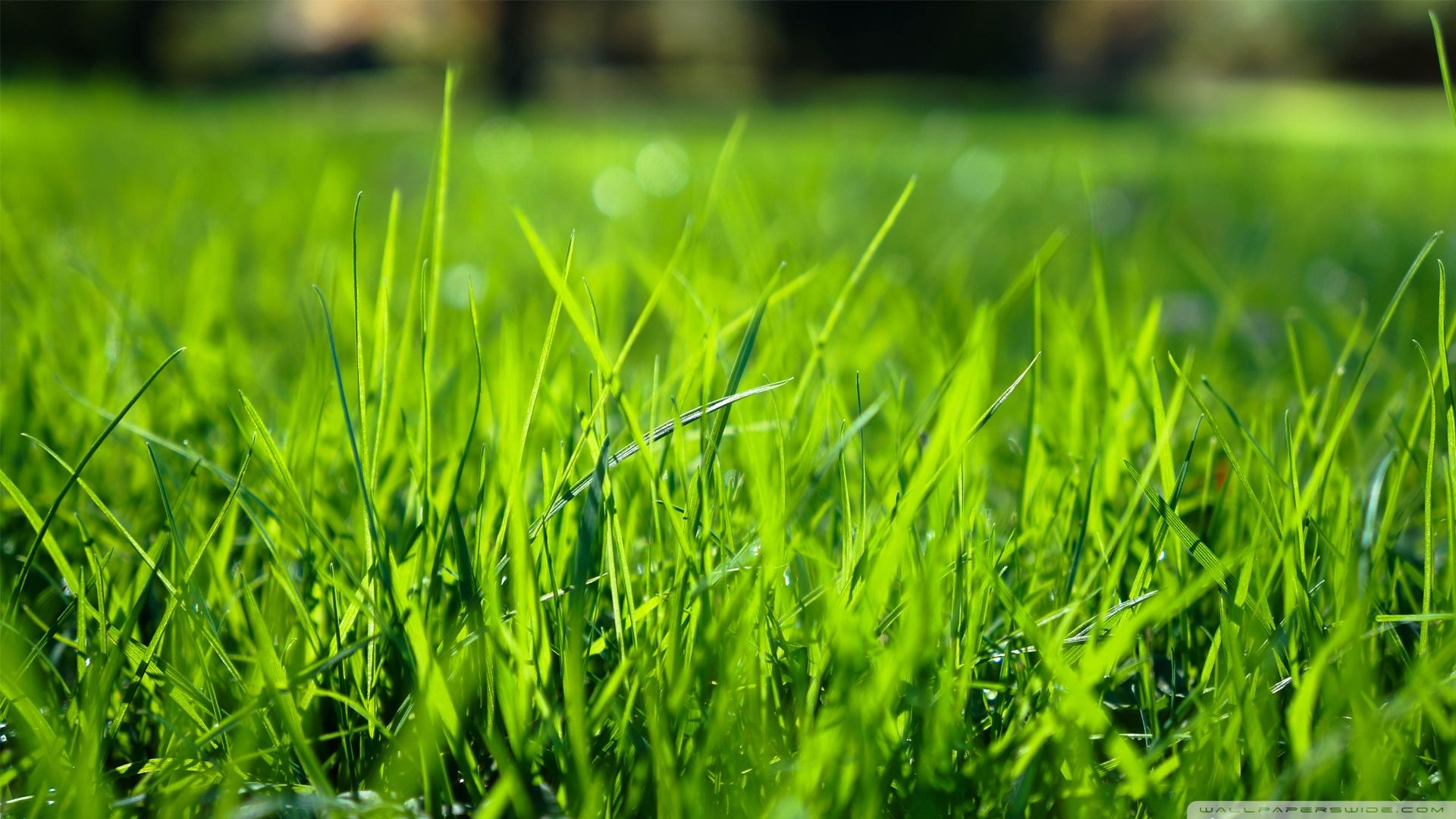 morning grass ❤ Fondo de escritorio 4K HD para TV 4K Ultra HD • Amplio