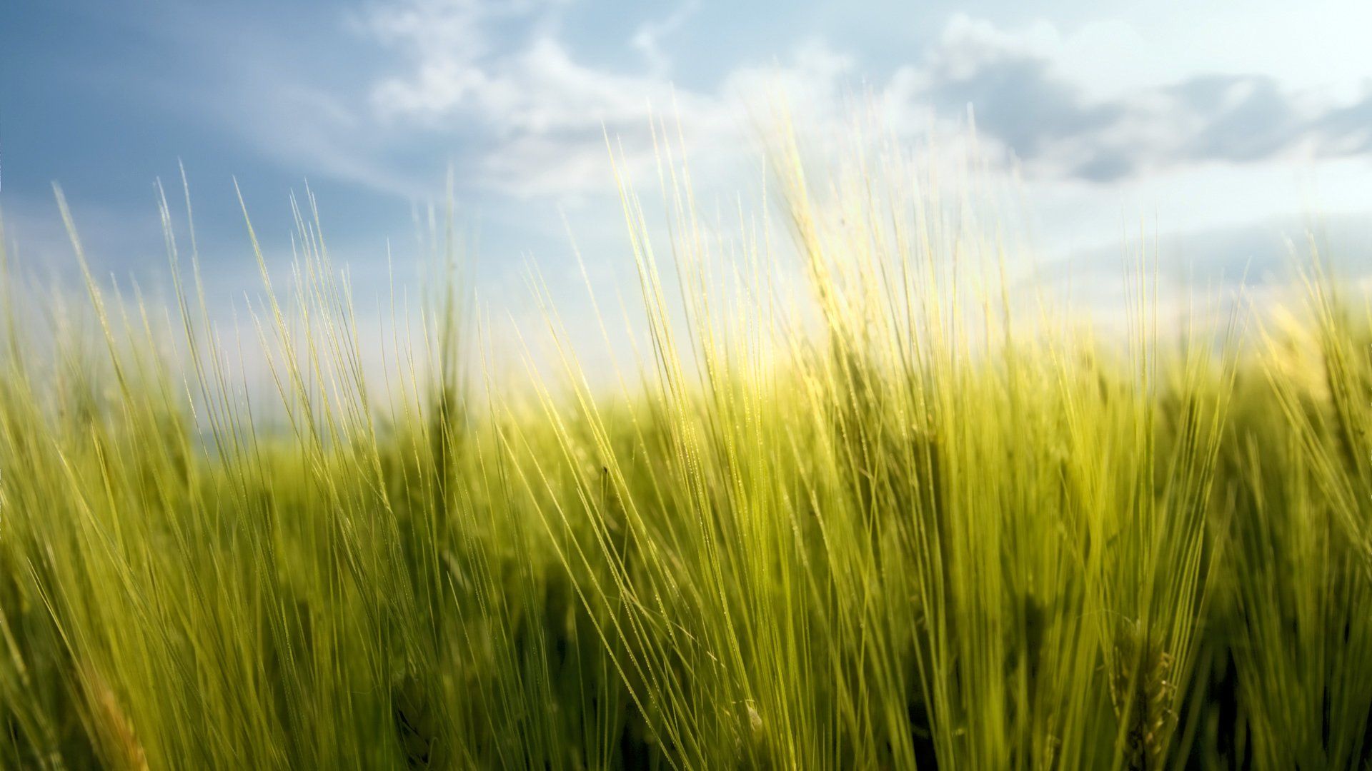 1664 Grass Fondos de pantalla HD | Imágenes de fondo