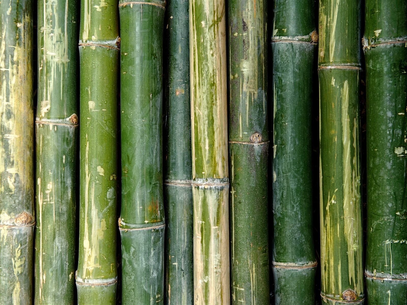 Fondo de pantalla de  1600x1200