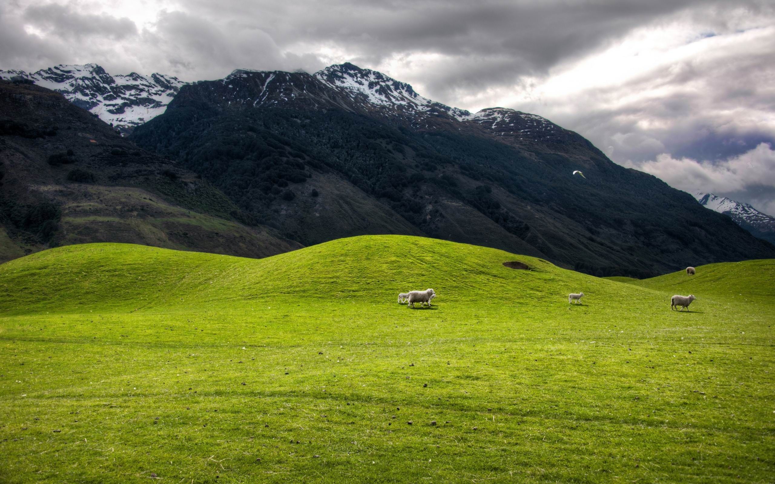 Fondo de pantalla de  2560x1600