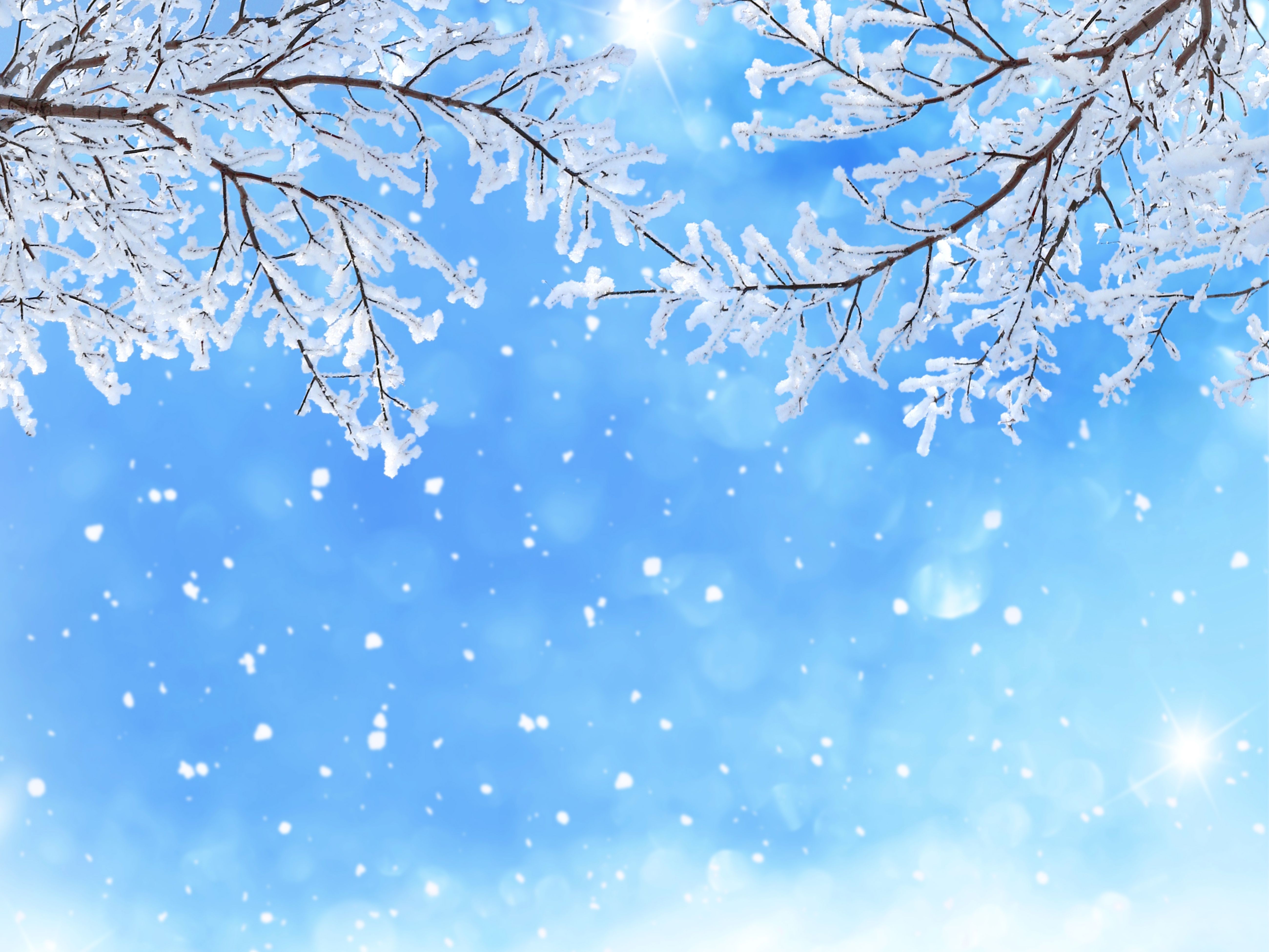 Ramas de invierno en la nieve 5k Retina Ultra HD fondo de pantalla