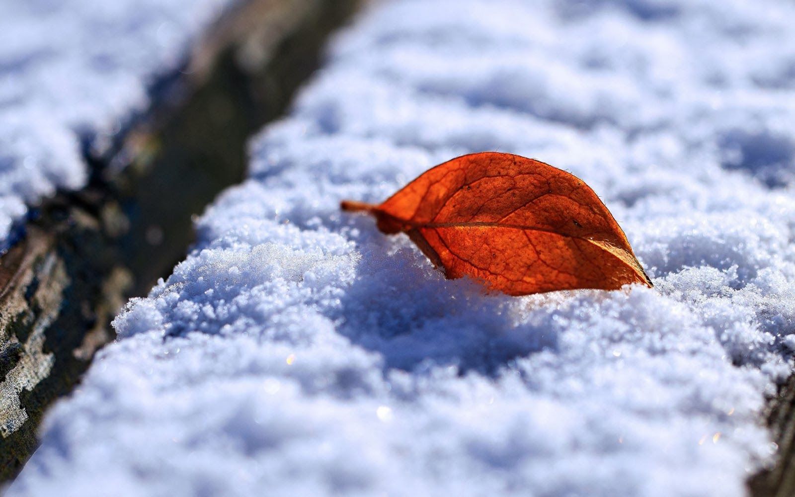 Clovisso Wallpaper Gallery: Fondos de hoja y nieve