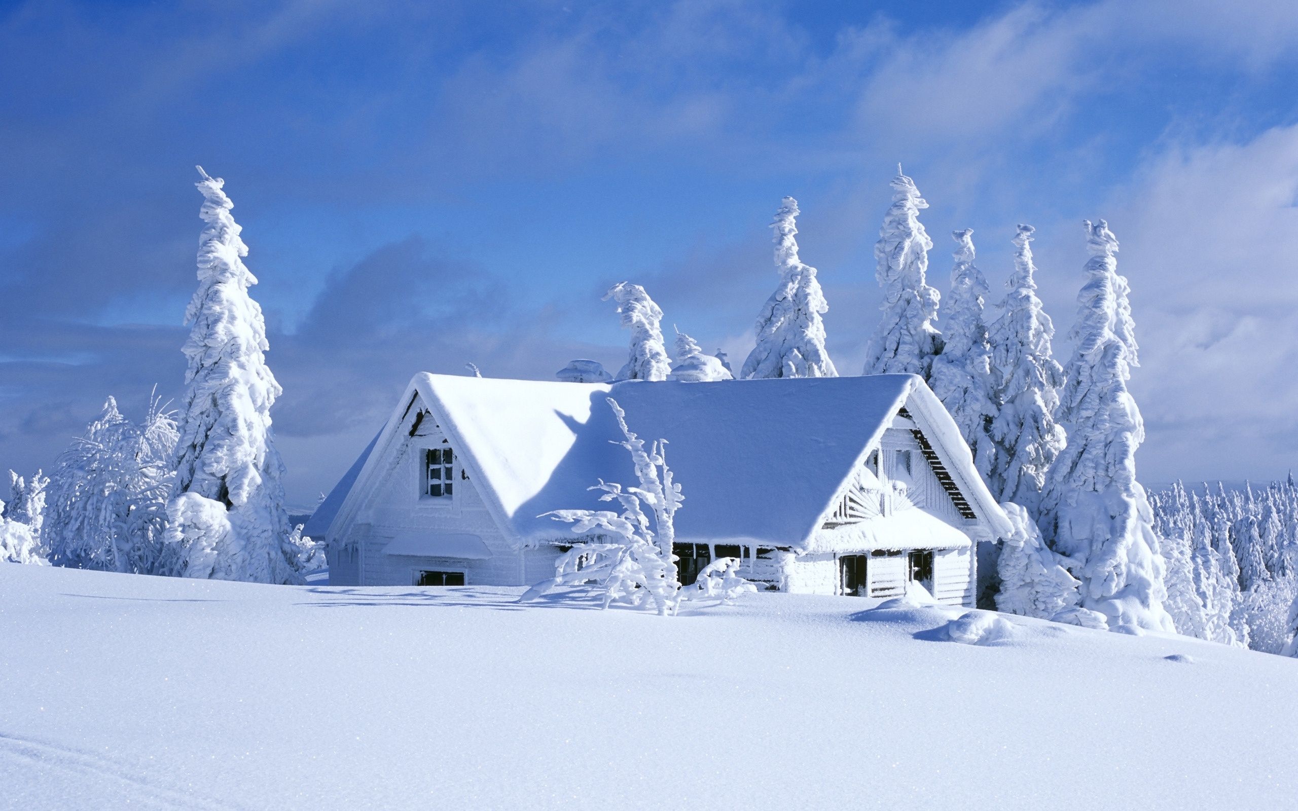 Snow s fondo de pantalla | 2560x1600 | # 53680