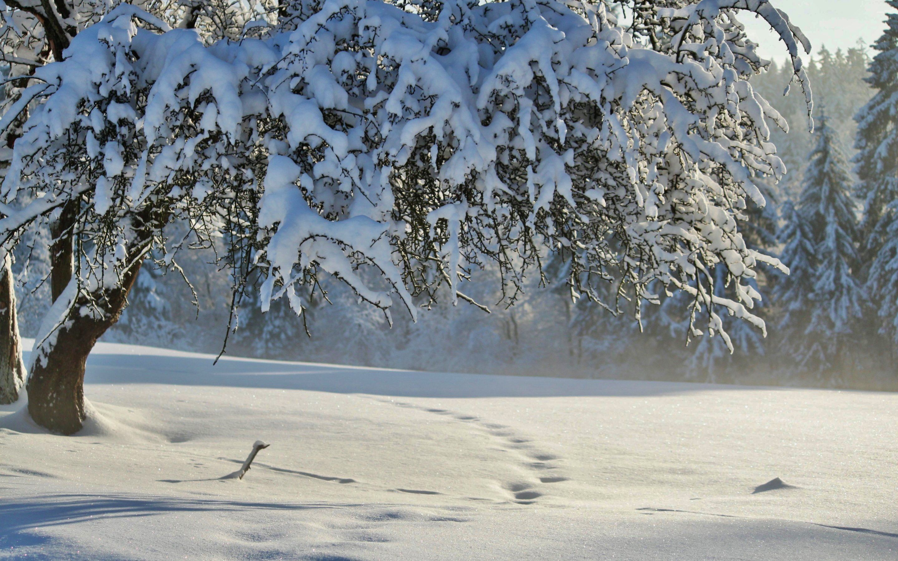 Snow Wallpapers HD (más de 74 imágenes de fondo)